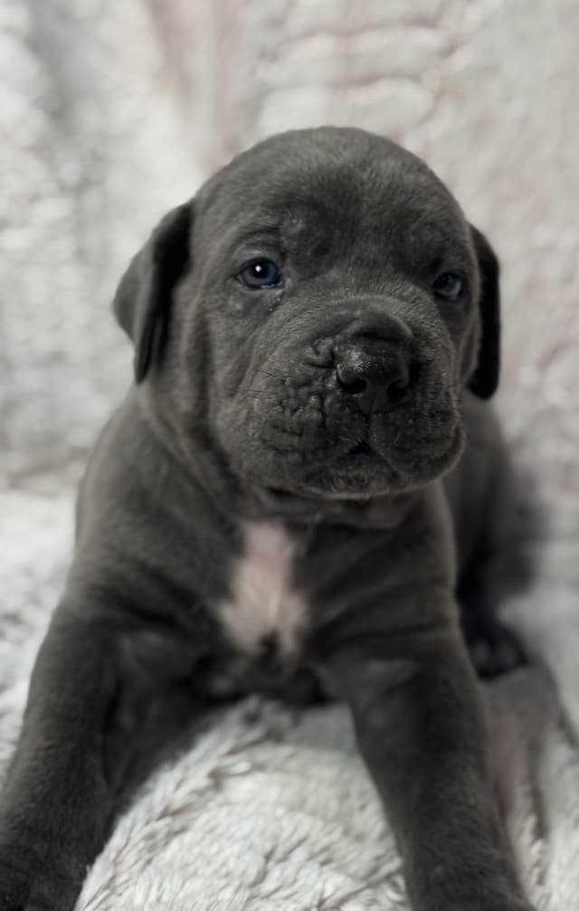 Cane Corso Puppies media 21