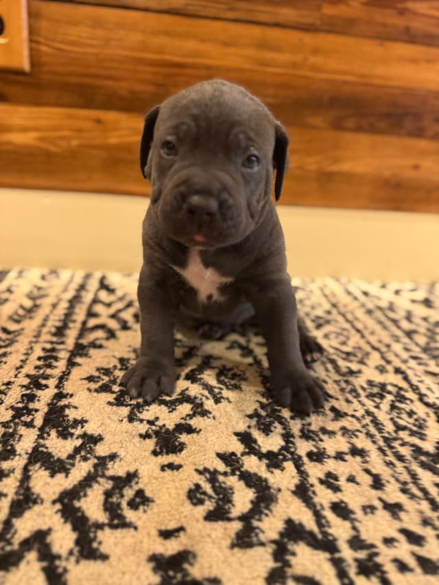 Cane Corso Puppies media 22