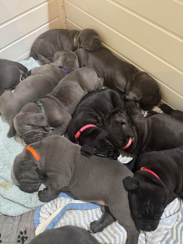 Cane Corso Puppies media 25