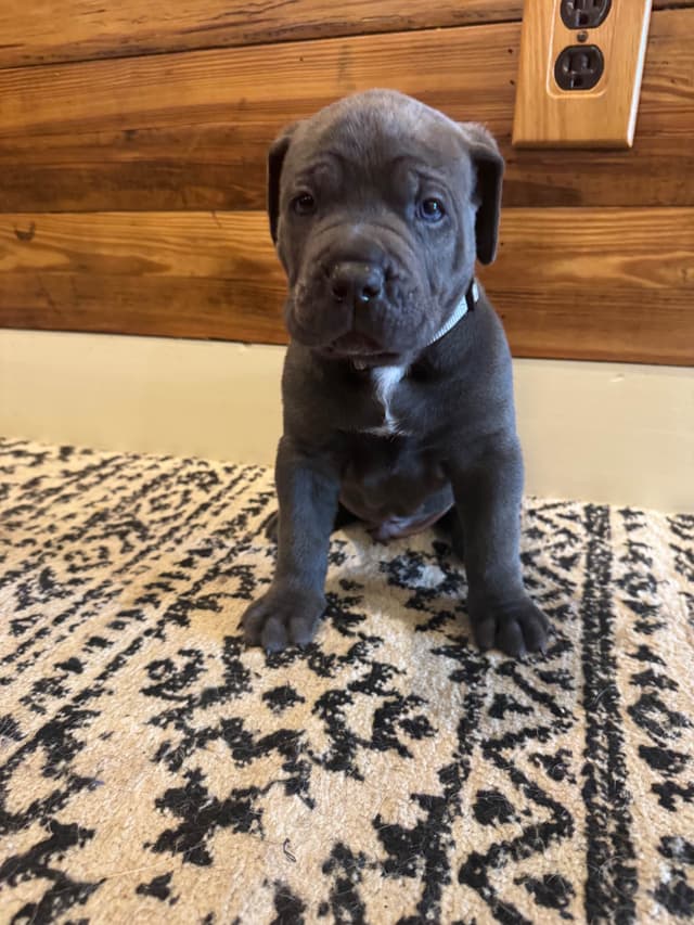 Cane Corso Puppies media 23