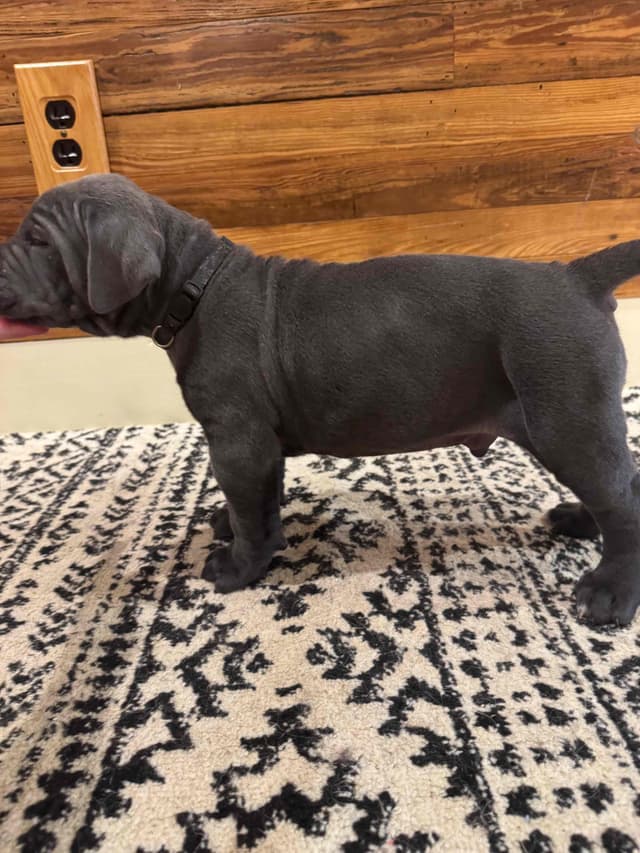 Cane Corso Puppies media 24