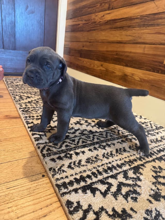 Cane Corso Puppies media 26