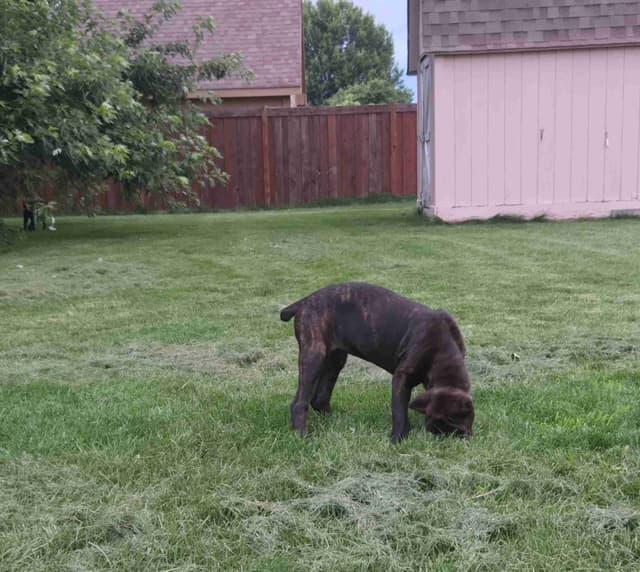 Cane Corso Puppies media 4