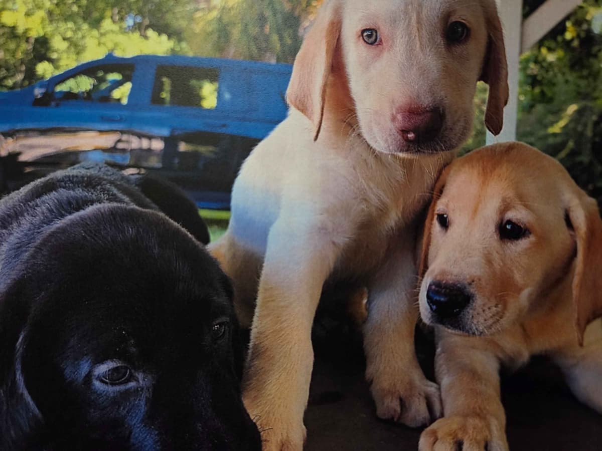 Labrador Retriever Puppies breeder image 2