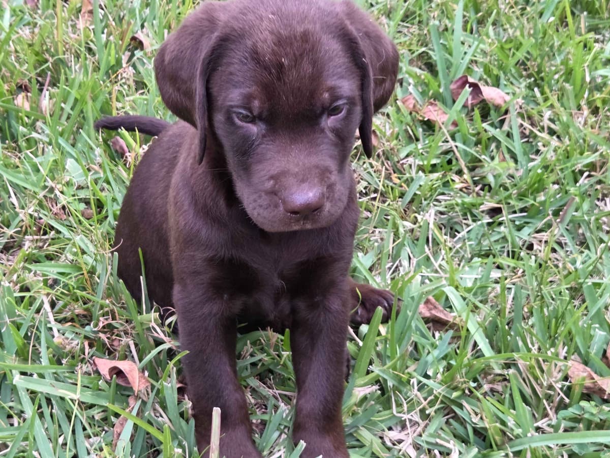 Labrador Retriever Puppies breeder image 3