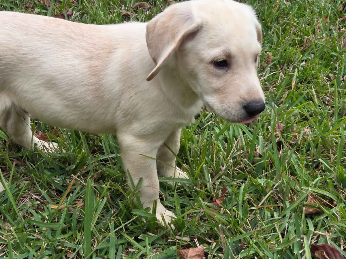 Labrador Retriever Puppies breeder image 4