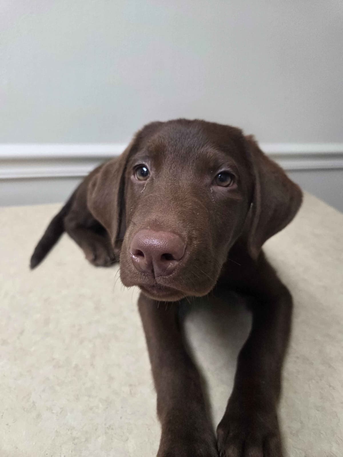 Labrador Retriever Puppies breeder image 5