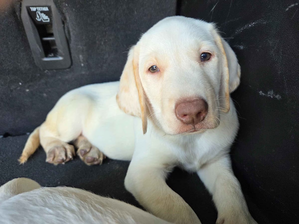 Labrador Retriever Puppies breeder image 6