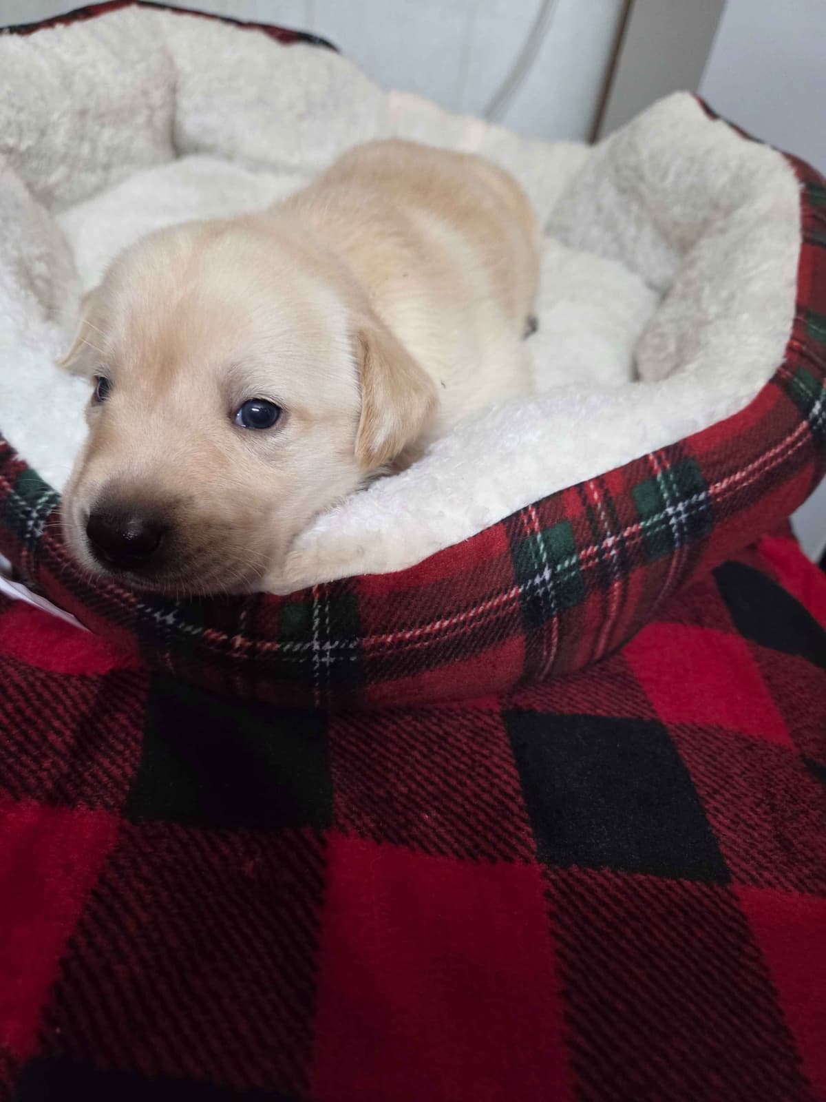 Labrador Retriever Puppies breeder image 7