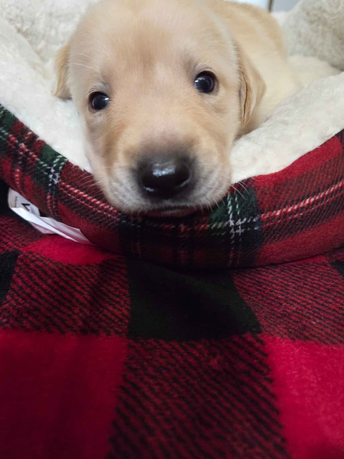 Labrador Retriever Puppies breeder image 8