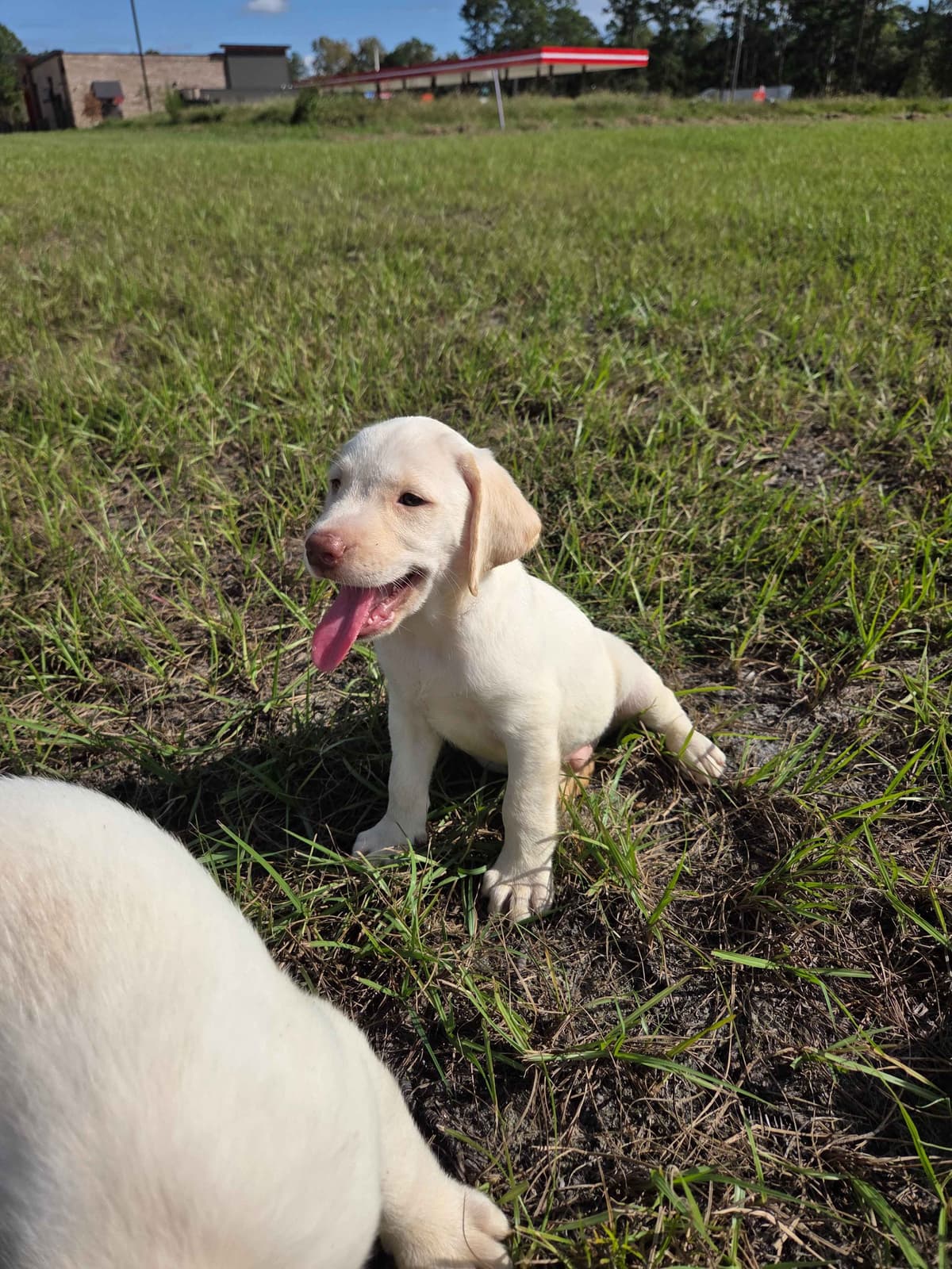Labrador Retriever Puppies breeder image 10