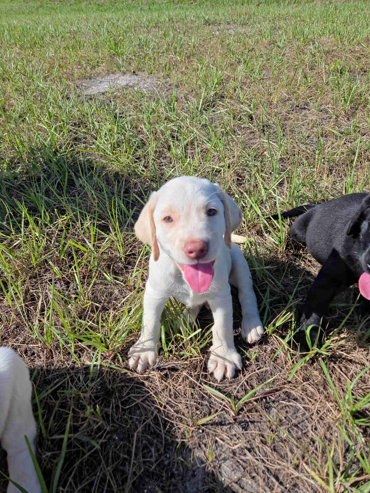Labrador Retriever Puppies breeder image 12
