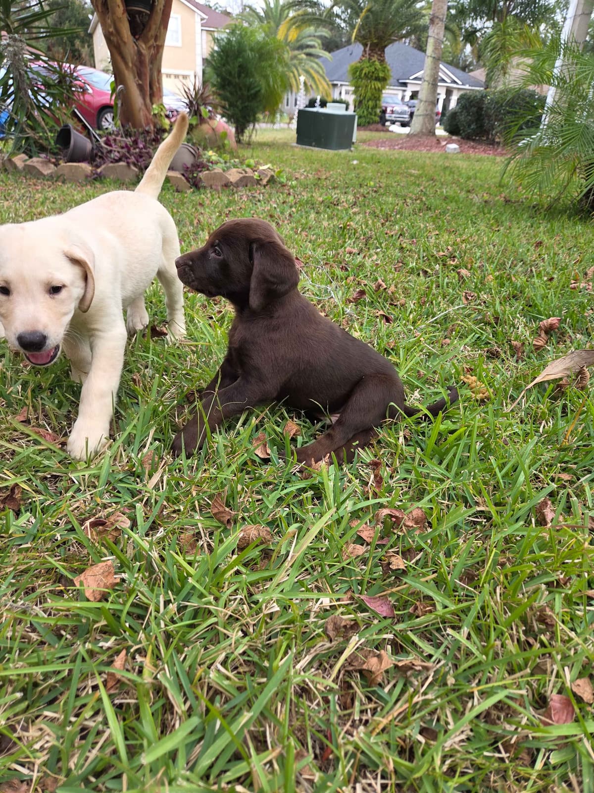 Labrador Retriever Puppies breeder image 13
