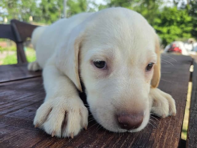 Labrador Retriever Puppies media 2