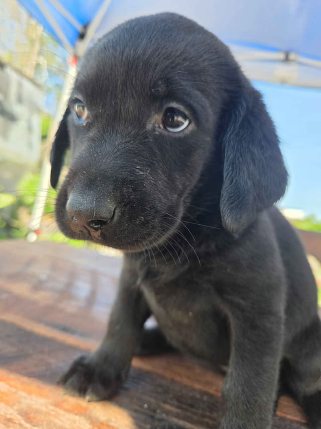 Labrador Retriever Puppies media 3