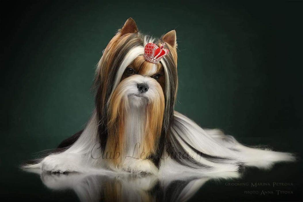 White Pomeranian breeder image 3