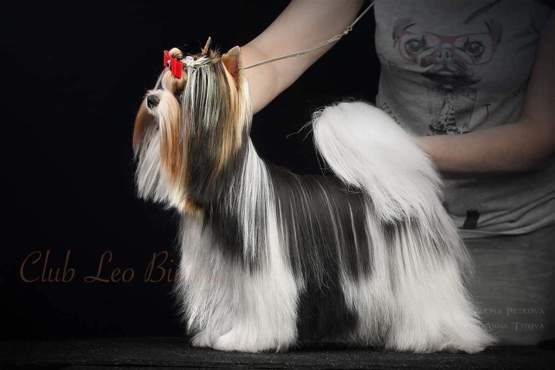 White Pomeranian breeder image 4