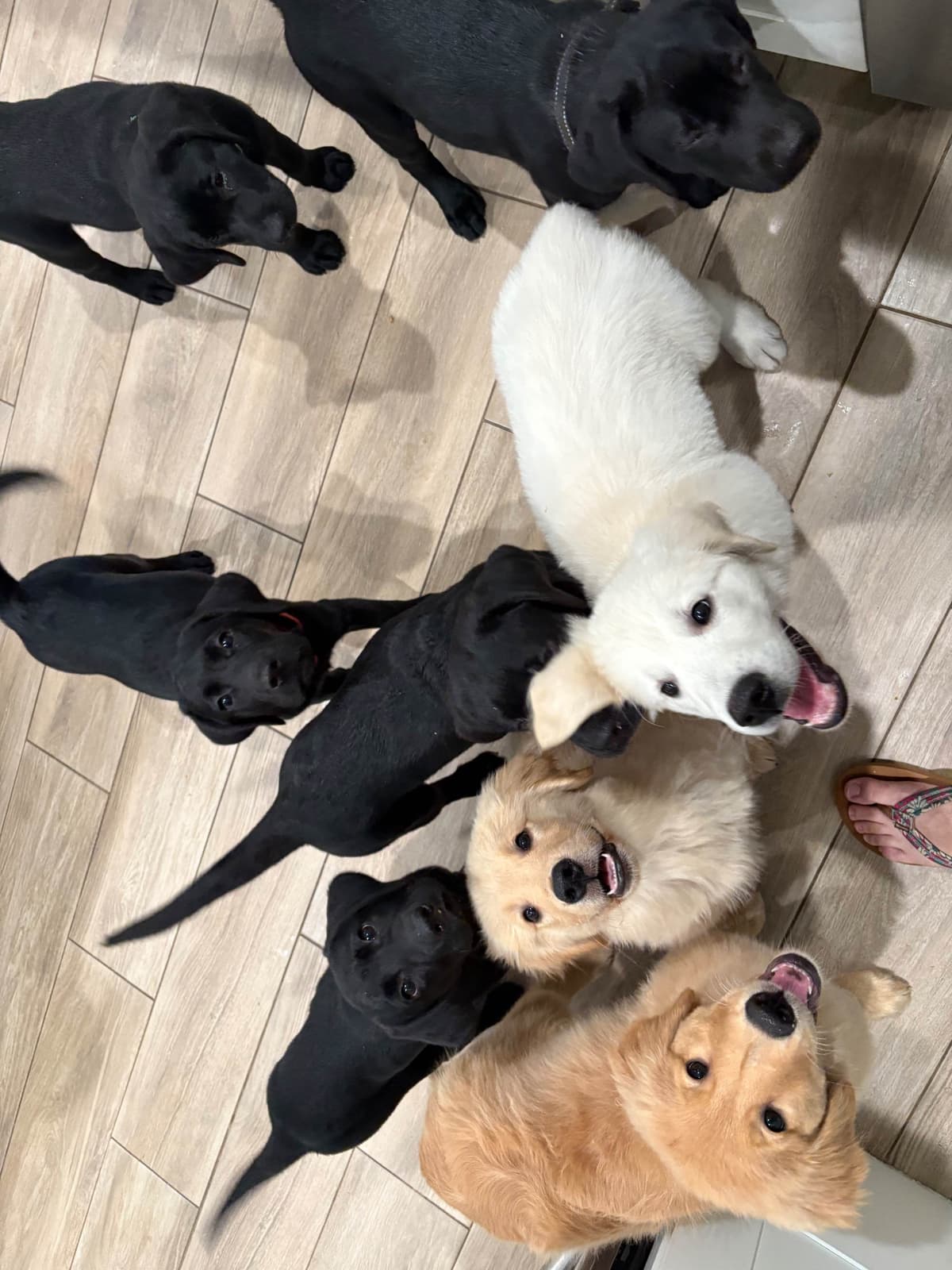 Golden Retriever Puppies breeder image 2