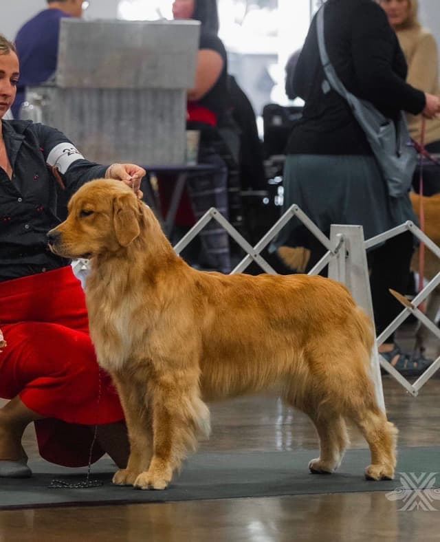 Golden Retriever Puppies media 3