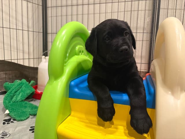Labrador Retriever Puppies media 3