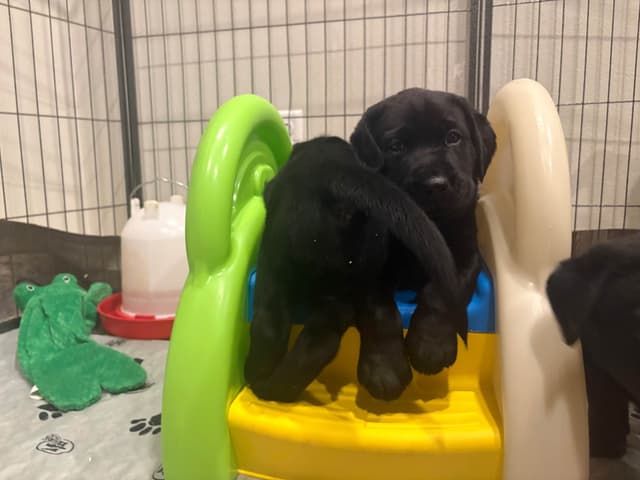 Labrador Retriever Puppies media 4