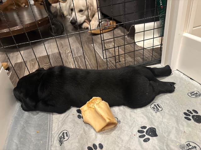 Labrador Retriever Puppies media 5