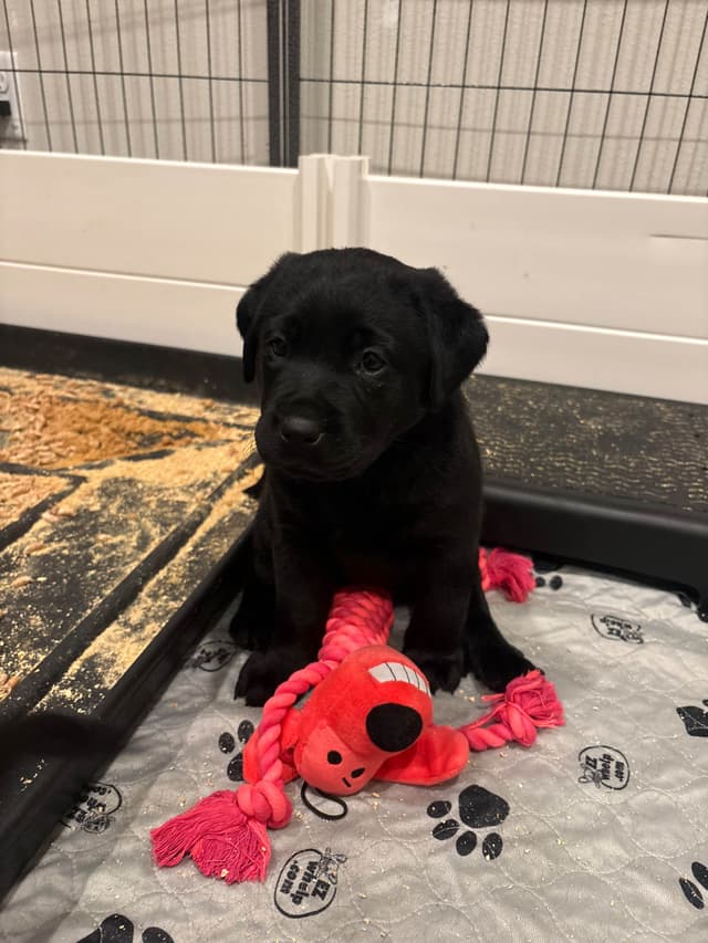 Labrador Retriever Puppies media 6