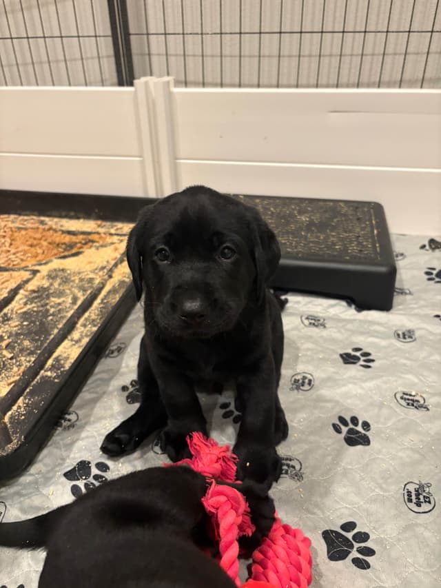 Labrador Retriever Puppies media 7