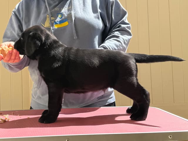 Labrador Retriever Puppies media 8