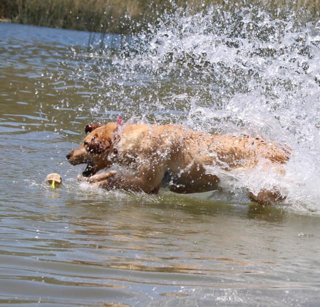 Labrador Retriever Puppies media 9