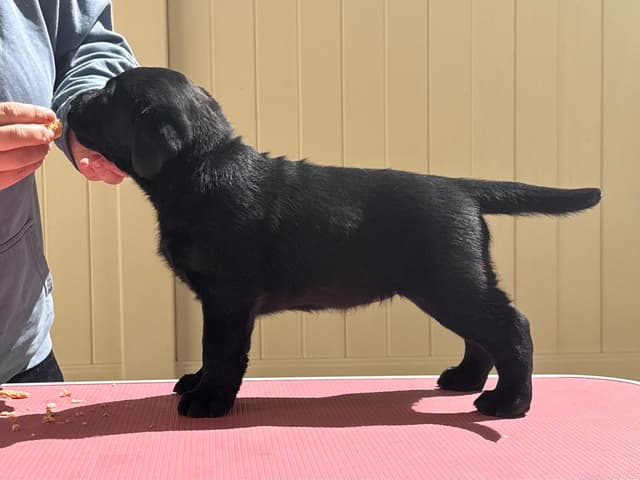 Labrador Retriever Puppies media 11
