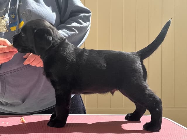 Labrador Retriever Puppies media 12