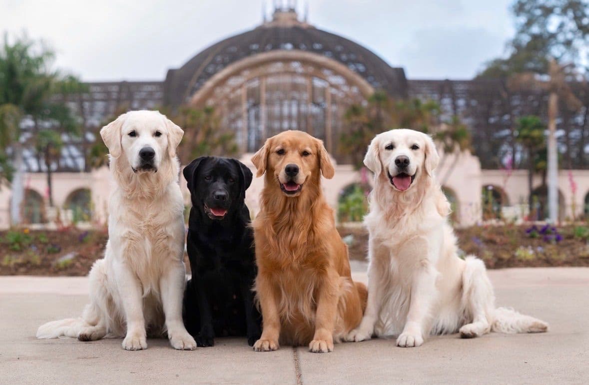 Golden Retriever Puppies breeder image 4