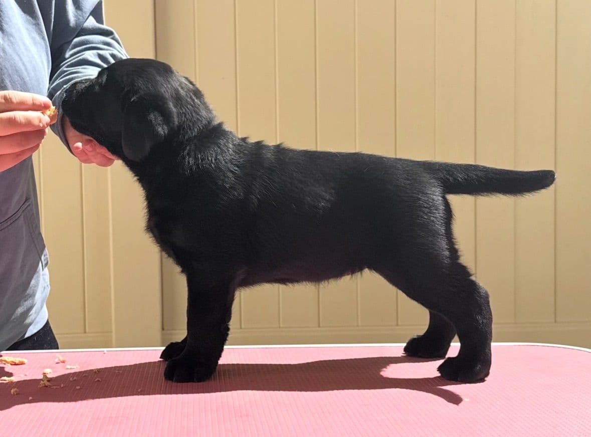 Golden Retriever Puppies breeder image 6