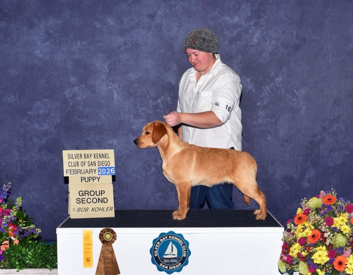 Golden Retriever Puppies breeder image 5