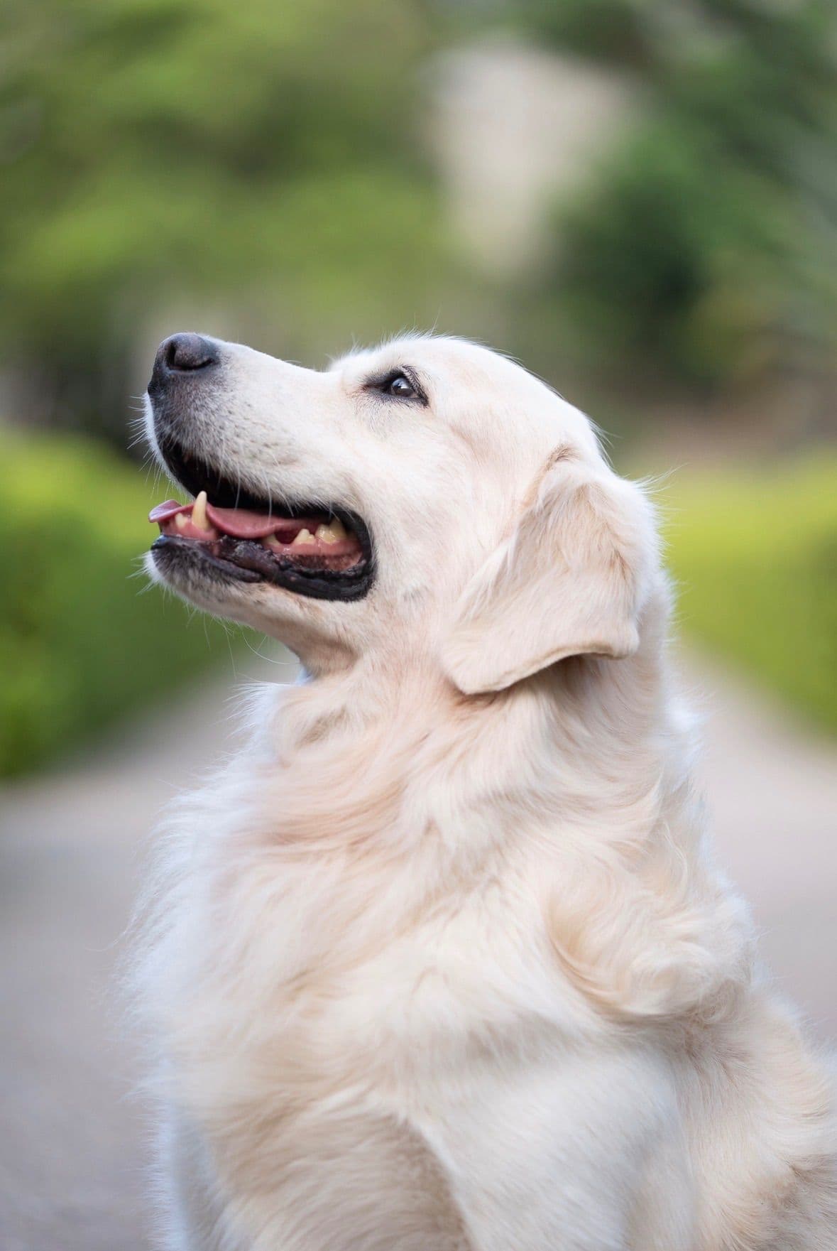 Golden Retriever Puppies breeder image 7