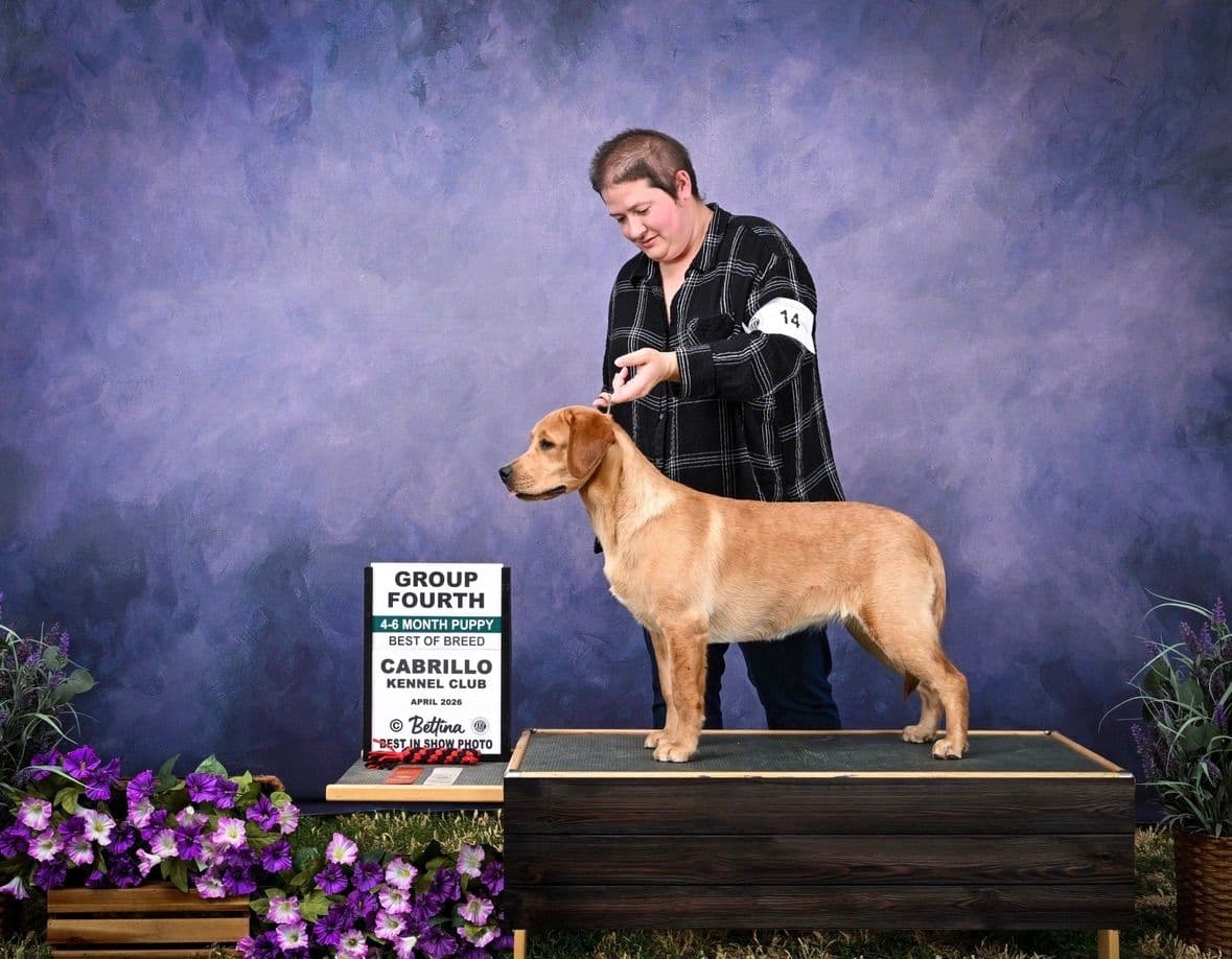 Golden Retriever Puppies breeder image 12
