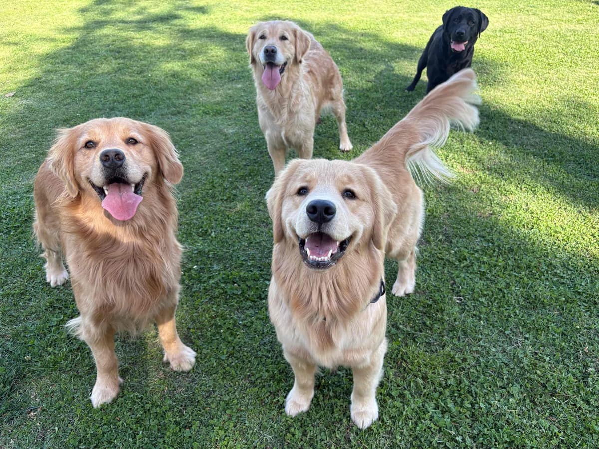 Golden Retriever Puppies breeder image 14