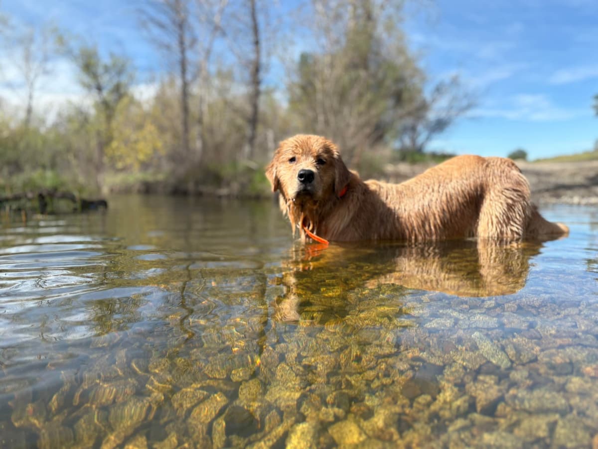 Golden Retriever Puppies breeder image 16
