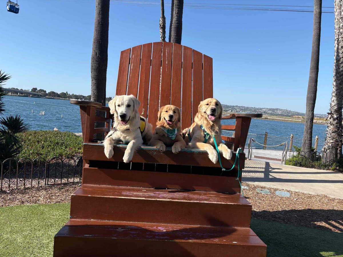 Golden Retriever Puppies breeder image 17