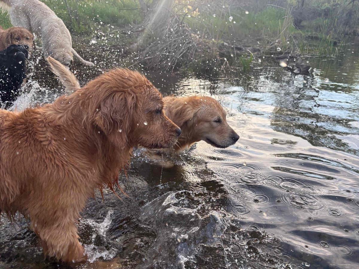 Golden Retriever Puppies breeder image 20
