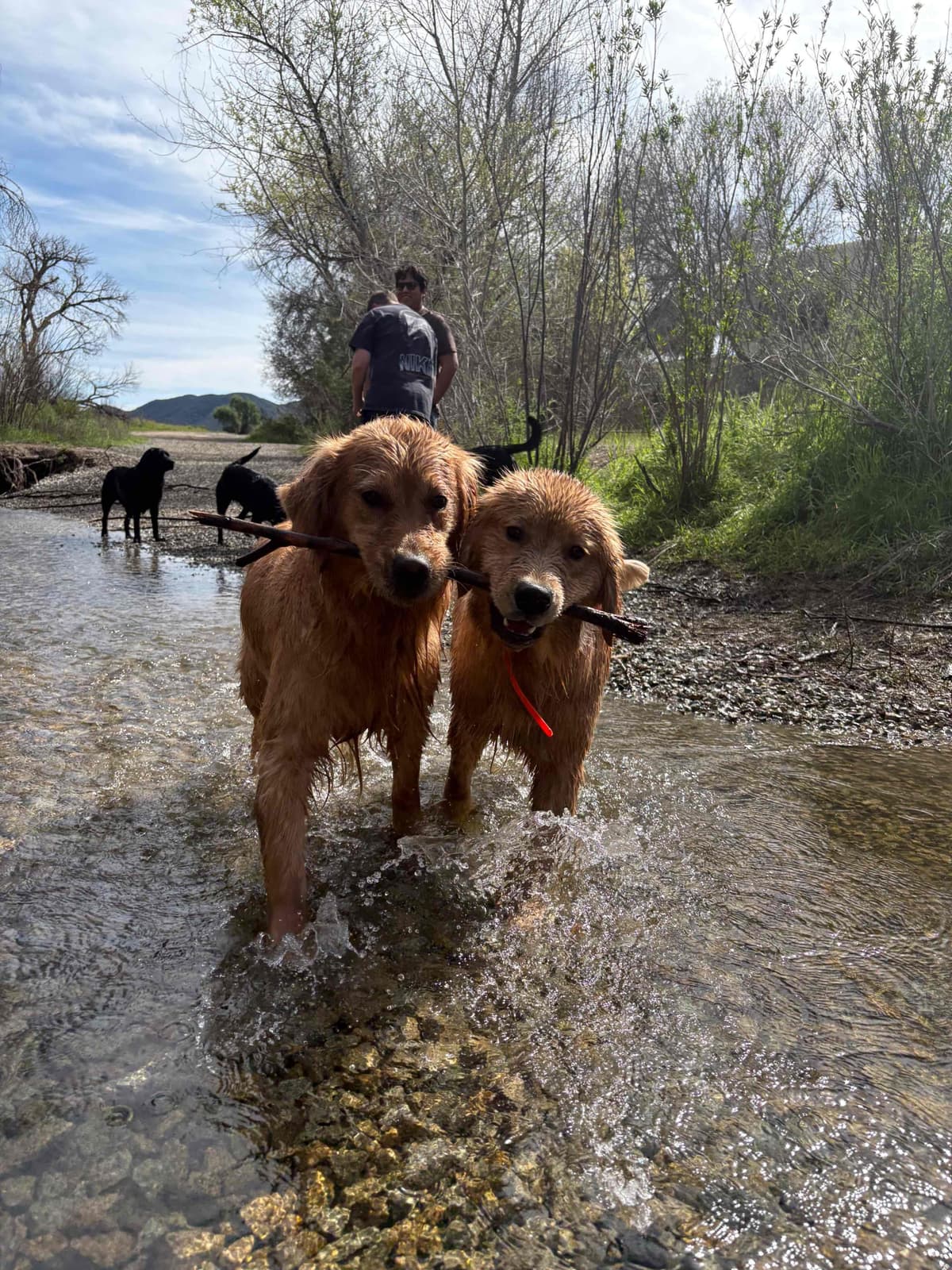 Golden Retriever Puppies breeder image 22