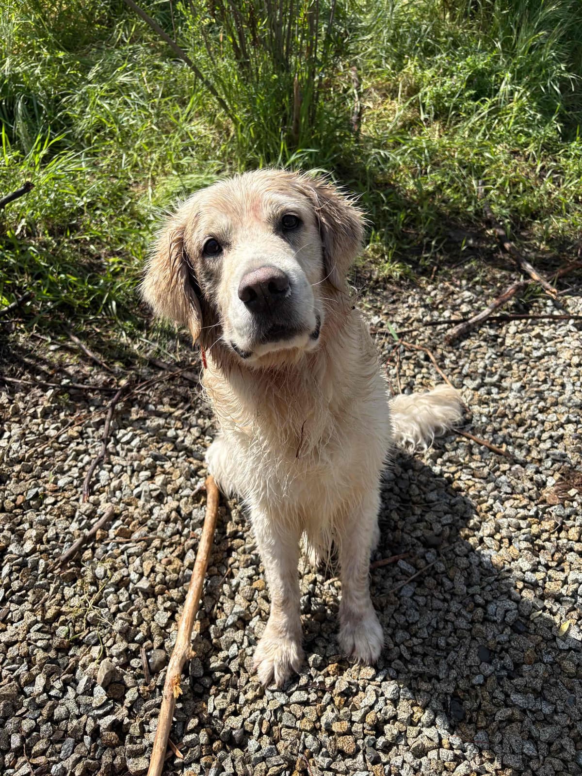 Golden Retriever Puppies breeder image 23