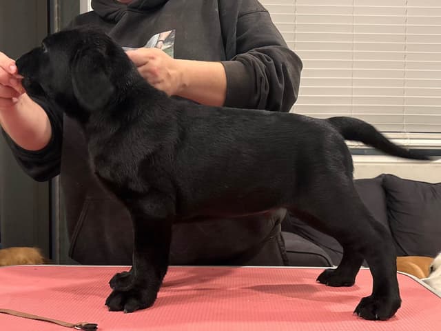 Labrador Retriever Puppies media 14