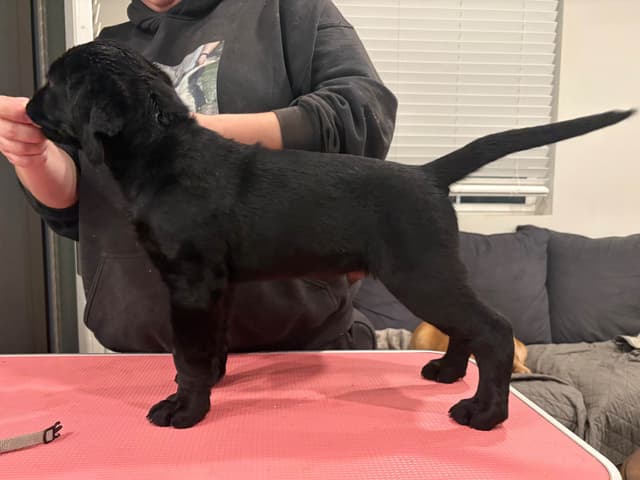 Labrador Retriever Puppies media 15