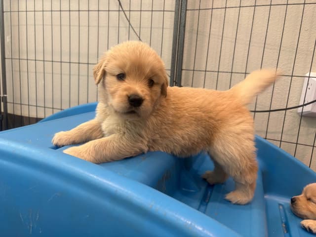 Golden Retriever Puppies media 7