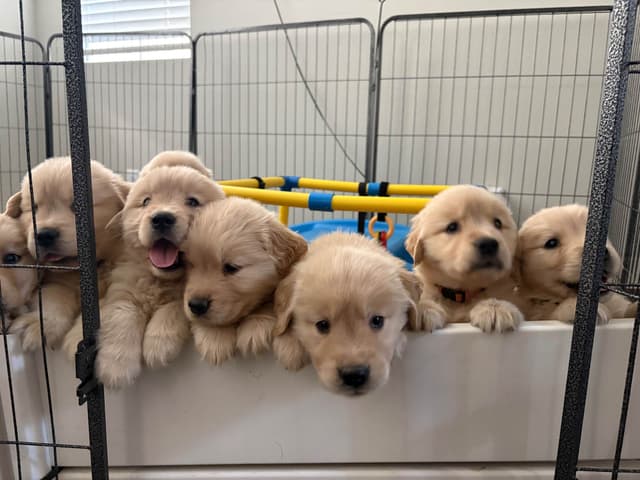 Golden Retriever Puppies media 4