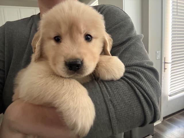 Golden Retriever Puppies media 6