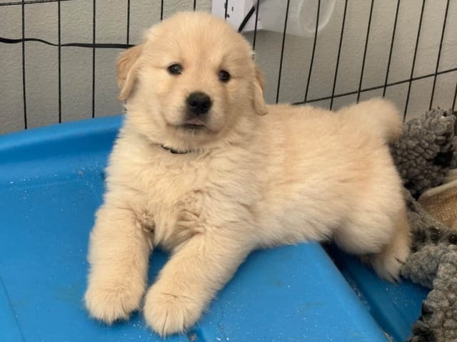 Golden Retriever Puppies media 8