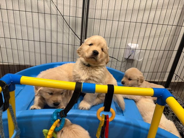 Golden Retriever Puppies media 5